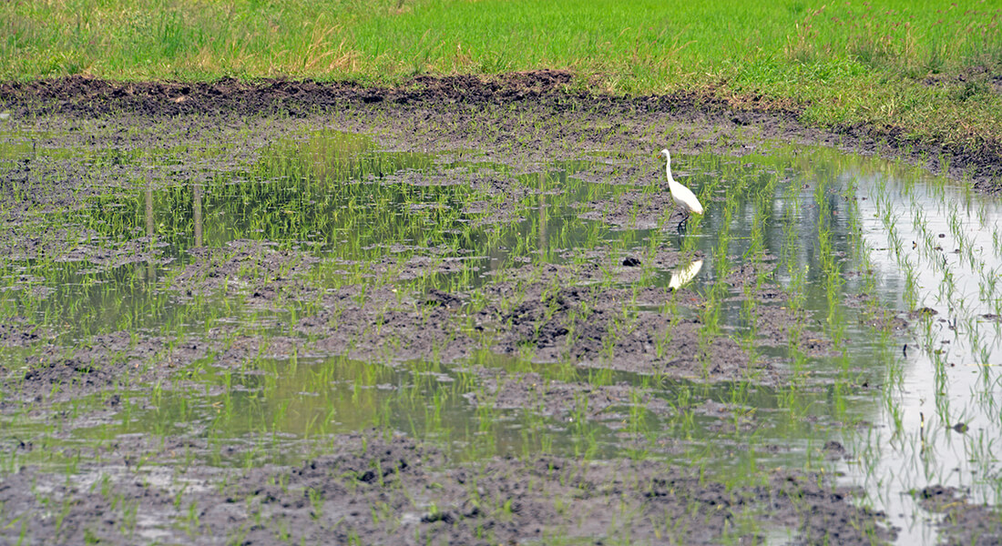 Tropical Peatlands