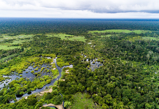 Tropical peatland, Southeast Asia